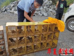 两高两部：依法严厉打击非法猎捕、杀害野生动物犯罪